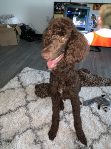 Standard Poodle Listing Image