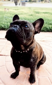 French Bulldog Male Stud Listing Image