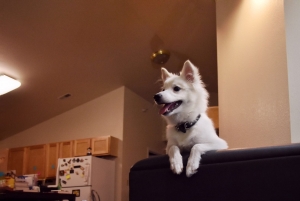 American Eskimo looking for a girlfriend Listing Image