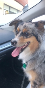 Miniature Australian Shepherd Stud Listing Image