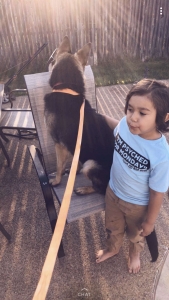 Female German Shepherd  Listing Image