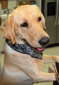 I have AKC registered boy, looking for female yellow lab to mate Listing Image