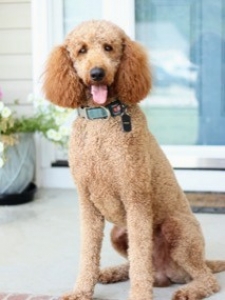 Standard Red Poodle- stud service Listing Image