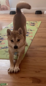 Shiba Inu Stud willing to travel Listing Image