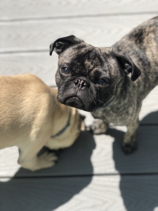 Brindle pug stud Listing Image