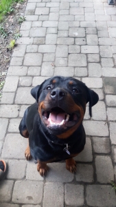 Male Pure German Rottweiler  Listing Image