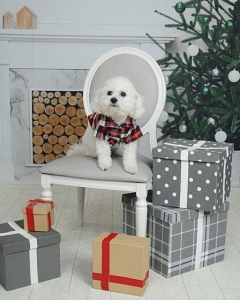 He is simply adorable Listing Image