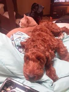 Red Cockapoo Listing Image