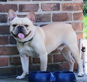 French bulldog Stud Dog for sale Listing Image