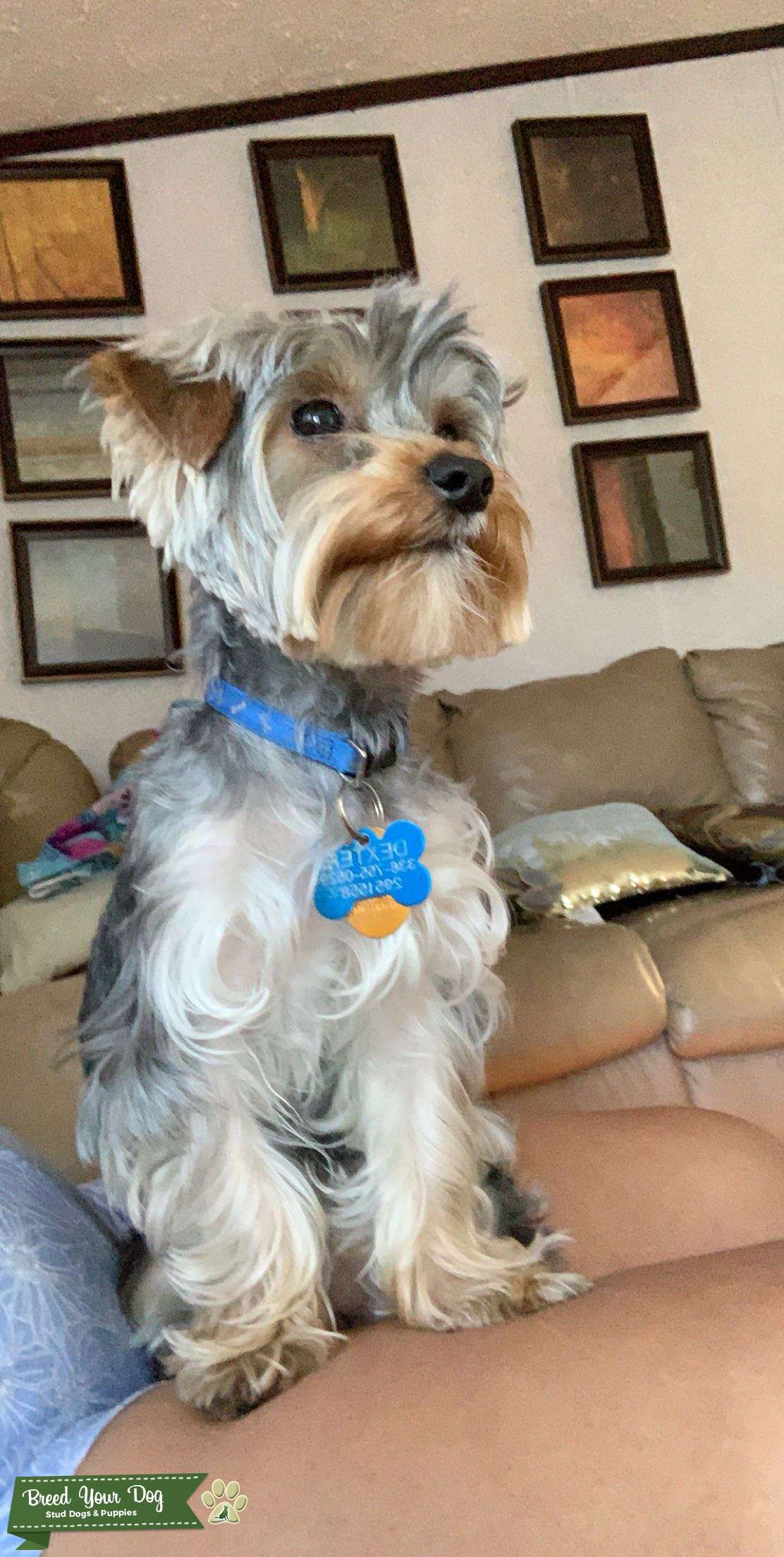 Yorkshire Terrier Stud Stud Dog in Mount Airy , United States Breed