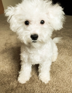Bichon Frise stud  Listing Image