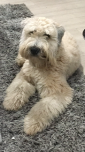 Soft Coated Wheaten Terrier Listing Image