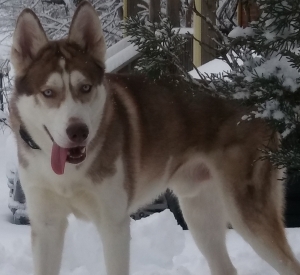 Rust,White,Husky  Listing Image