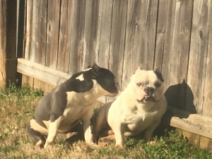 Bully stud for $1000 or best offer white with black spots  Listing Image