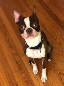 Chocolate Boston Terrier Stud Listing Image