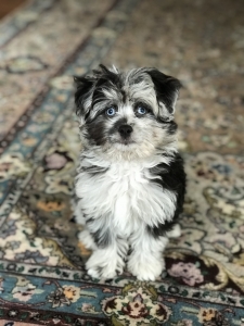 Amazing Mini Aussiedoodle Listing Image