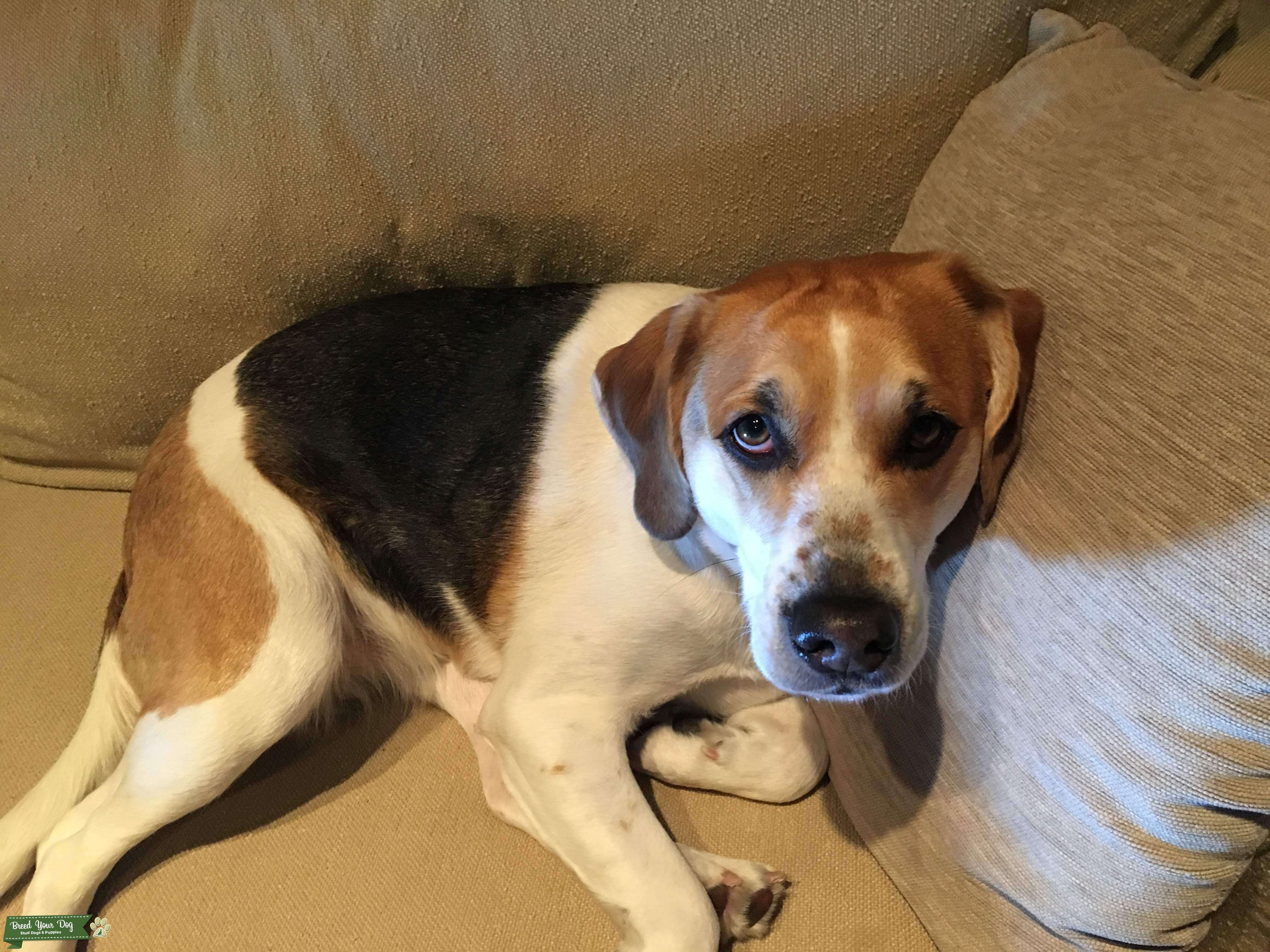 Beagle/Lab mix looking for a stud Stud Dog in Maine, the United