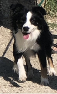 Miniature Australian Shepherd Listing Image