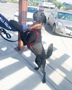 Charming Black St. Berdoodle seeking large bitch Listing Image