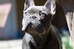 Blue Brindle  Listing Image