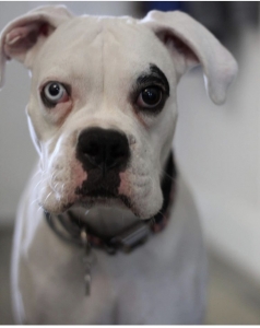 White Boxer for stud Listing Image