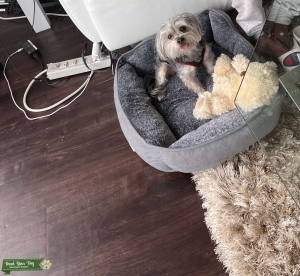 Morkie Looking for Femlae Mate Listing Image