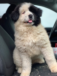 Female Akita  Listing Image