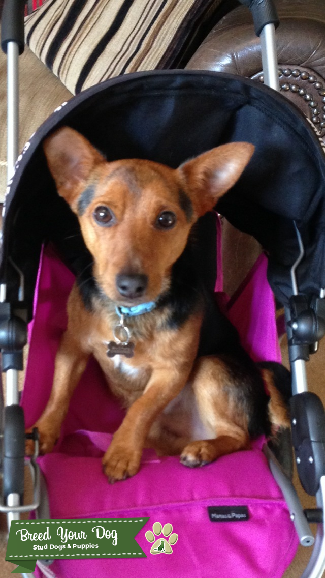 Dog for stud Stud Dog in Derby , the United States Breed Your Dog