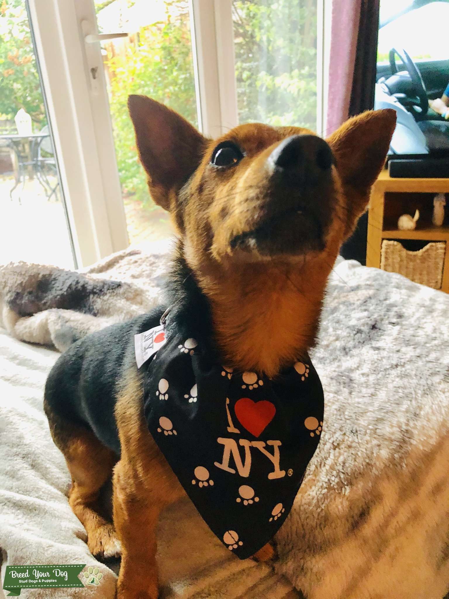 Dog for stud Stud Dog in Derby , the United States Breed Your Dog