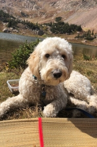 goldendoodle Listing Image