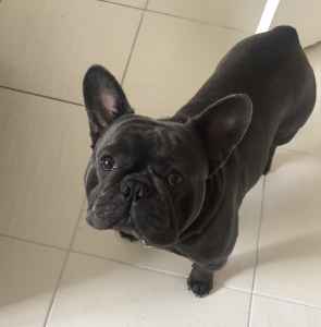 kc registered french bulldog