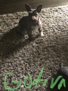 Looking for Husband  Listing Image
