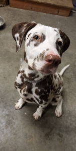 Dalmatian Stud (Liver) Listing Image