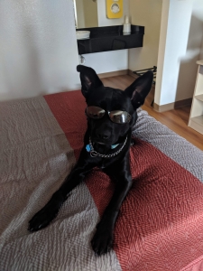 Black Lab German Shepherd mix Listing Image