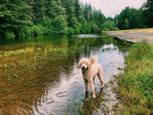Standard Poodle Listing Image