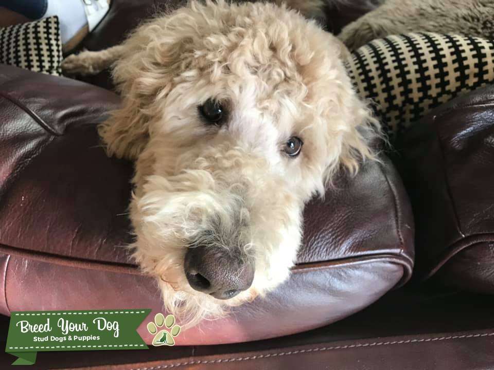 Standard Poodle Stud Dog in WA, United States Breed Your Dog