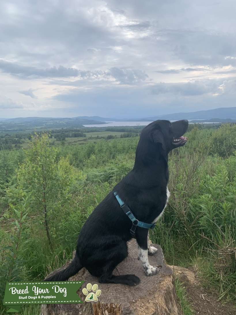 Labrador/Collie for stud Stud Dog Scotland Breed Your Dog