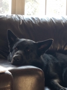 BLACK GERMAN SHEPHERD STUD  Listing Image