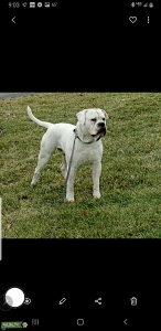 Handsome johnson American buldog boy looking for girl Listing Image