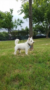 West Highland White Terrier Listing Image