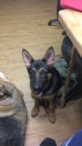 Female german shepherd  Listing Image