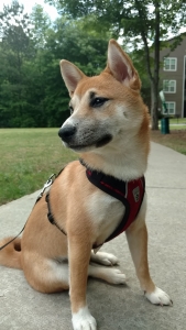 Adorable Red Shiba Listing Image