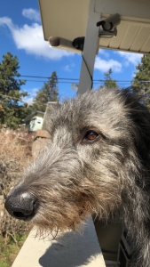 Irish Wolfhound Stud Listing Image