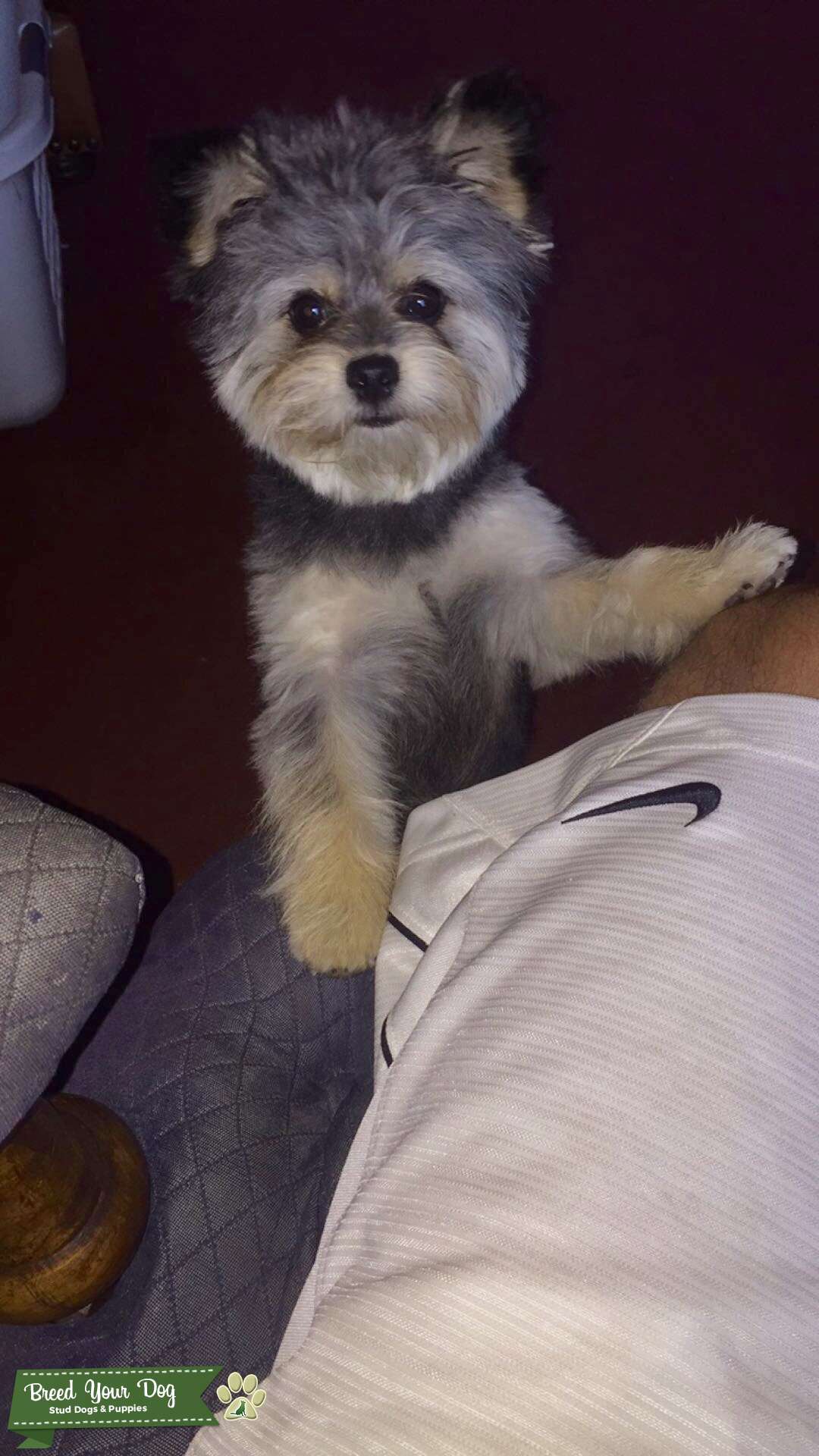 Pomapoo (Pomeranian/ Toy Poodle) Stud Dog in Southwest MI, the United