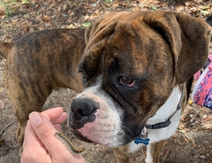 Beautiful brindle boxer Listing Image