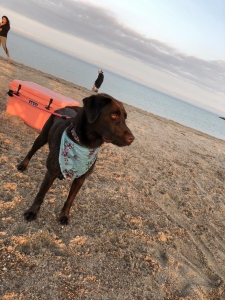 Chocolate Lab Listing Image