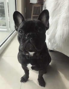Adorable French Bulldog Stud Service  Listing Image