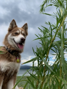 Beautiful Husky Girl Listing Image
