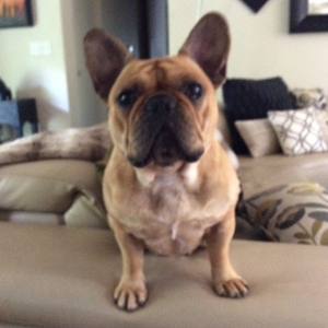 King Claude - red maskless fawn Listing Image