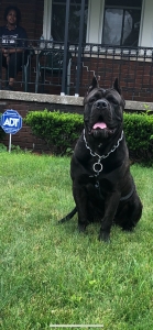 Cane Corso Listing Image